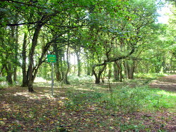 Sep 2013: 1A woodland